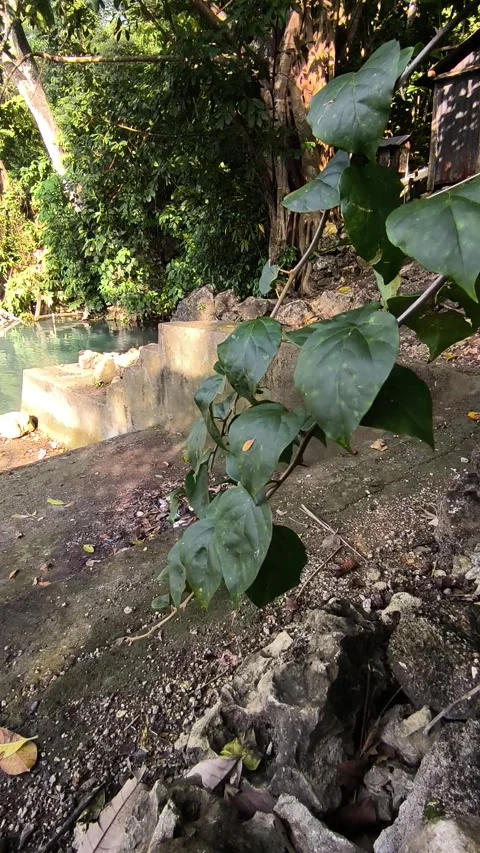 Flowers grow on the edge of the spring Stock Footage 280758297