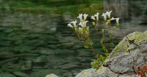 Flowers grow Video stock 136560496