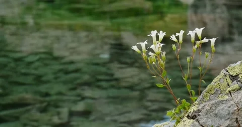 Flowers grow Stock Footage 136560508