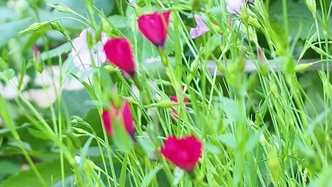 Flowers grow in the garden, develop in the wind Stock Footage 114751443