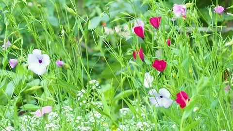 Flowers grow in the garden, develop in the wind Stock Footage 114751445