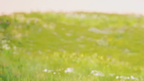 Flowers grow in an open field during sunny weather in springtime Video stock 344549523
