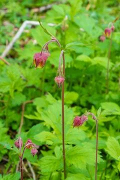 Flowers grow in the spring in the forest Stock Photos