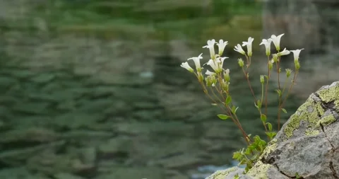 Flowers grow from a stone Stock Footage 136560537