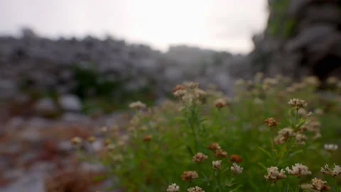 Flowers growing between rocks in carso karst 스톡 동영상 233688440