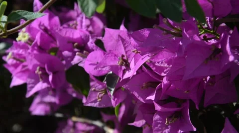 Flowers growing on bushes Stock Footage 40297149