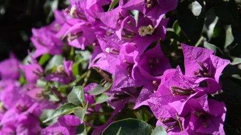 Flowers growing on bushes Stock Footage 40297465