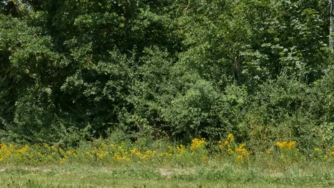 Flowers growing in the forest Stock Footage 91745807