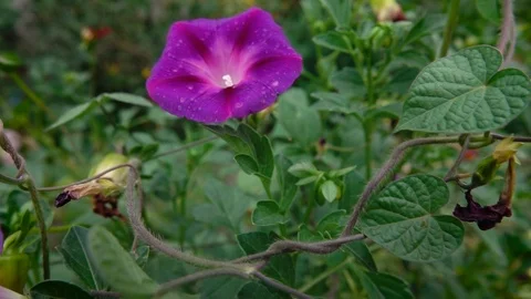 Flowers growing in the garden 動画素材 116095161