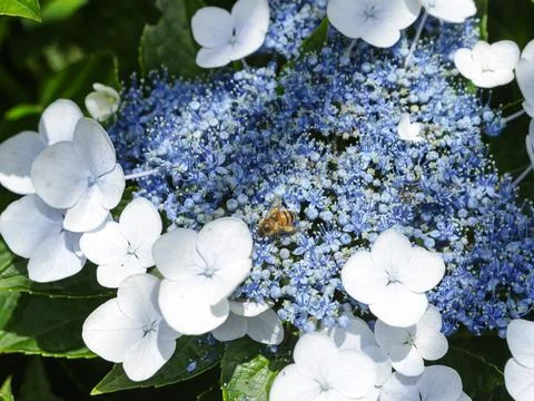 Flowers growing from hydrangea Stock Photos