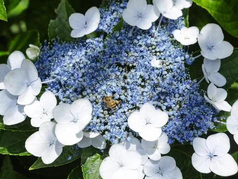 Flowers growing from hydrangea Foto stock