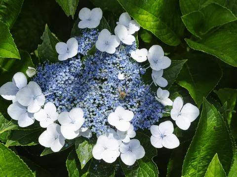 Flowers growing from hydrangea Foto stock