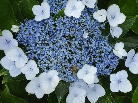 Flowers growing from hydrangea Stock Photos