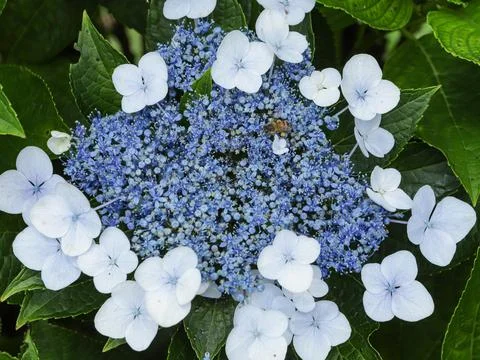 Flowers growing from hydrangea Stock Photos