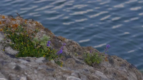 Flowers Growing Out of Rocks on the Side of a River Stock Footage 53232572