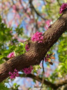 Flowers growing on a tree Stock Photos