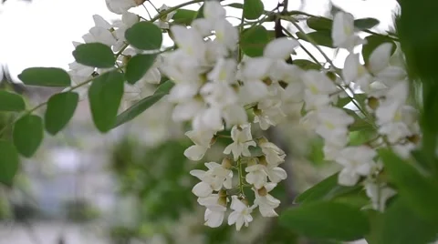 Flowers in a gust of wind sways the tree Stock Footage 51054273
