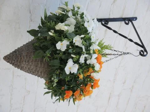 Flowers in hamging pot 库存照片