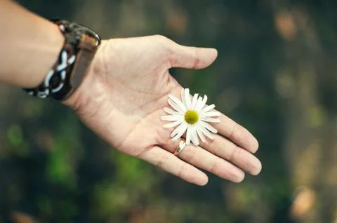 Flowers in hand. close-up view. Stock Photos
