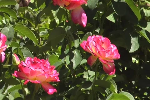 Flowers hand Stock Footage 904428