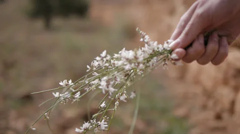 Flowers in hand Stock Footage 37225611