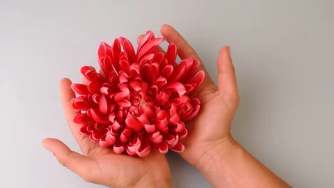 Flowers in hands Video stock 113054842