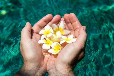 Flowers in hands in the pool Stock Photos