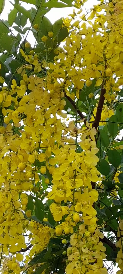 Flowers hanging on the tree. Stock Footage 329256146