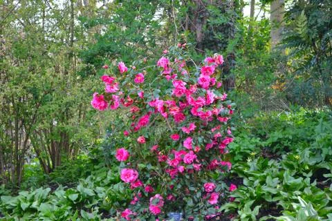 Flowers hanging of tree Foto stock