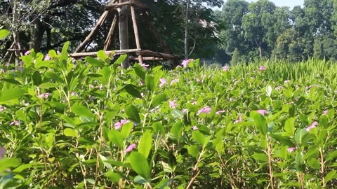 Flowers in Hanoi 库存影片 231650304