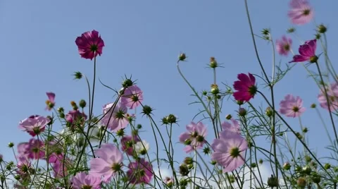 Flowers Harbin 2.mp4 Stock Footage 57939518