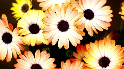 Flowers HD Video stock 22846137