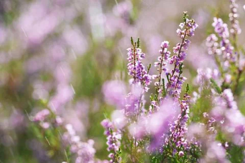 Flowers of heather close up Stock Photos
