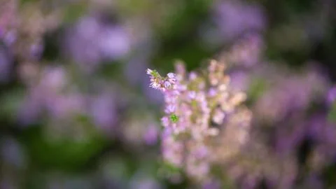 Flowers of heather close up Stock Photos