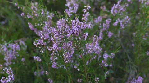Flowers of heather Stock Footage 88280686