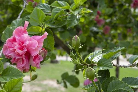 Flowers of Hibiscus Stock Photos