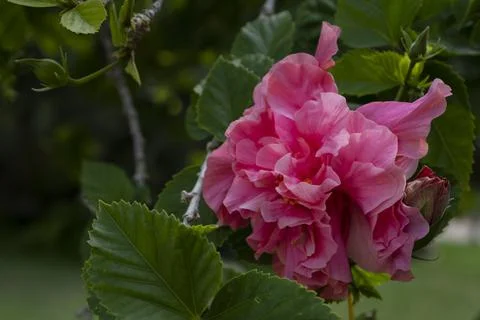 Flowers of Hibiscus Stock Photos
