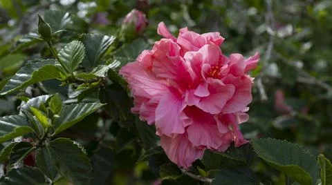 Flowers of Hibiscus Stock Photos