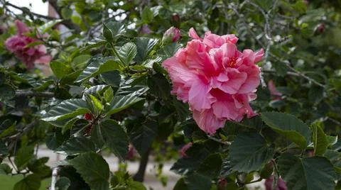Flowers of Hibiscus Stock Photos