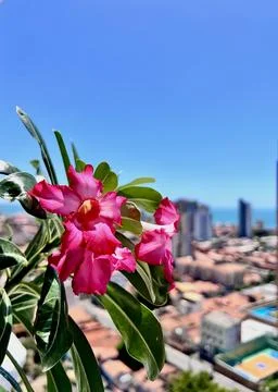 Flowers in high Stock Photos