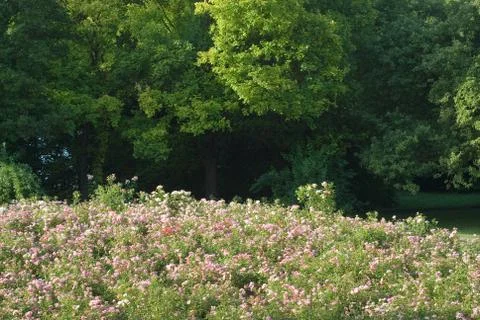 Flowers on a hill Stock Photos