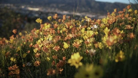 Flowers on a Hillside 動画素材 75767196