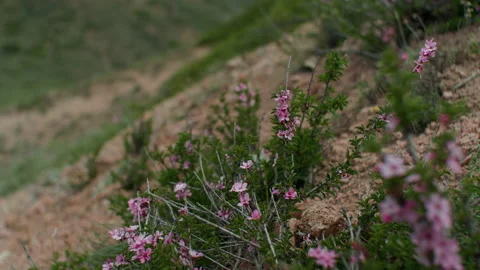 Flowers on the hillside Stock Footage 221003990