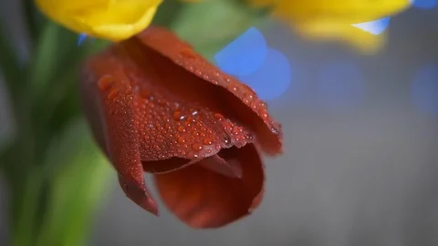 Flowers for the holiday. Stock Footage 106815442