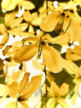 "Flowers of hope." Stock Photos