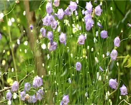 Flowers with horizontal pan Video stock 306418