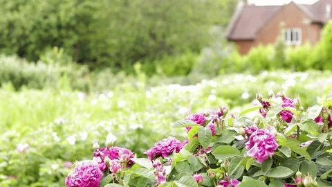 Flowers to house focus move, pythouse kitchen gardens, wiltshire 库存影片 137394643