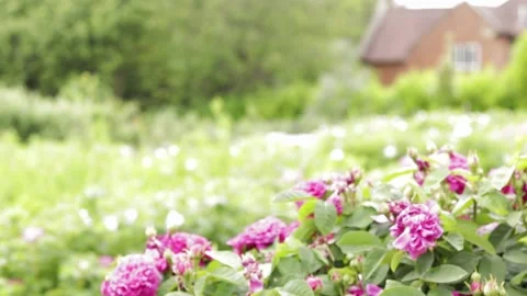 Flowers to house focus move, pythouse kitchen gardens, outside, wiltshire 스톡 동영상 137394782