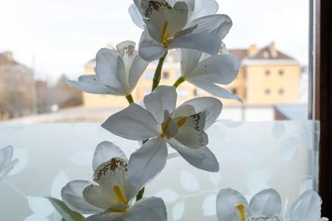 Flowers in the house Stock Photos