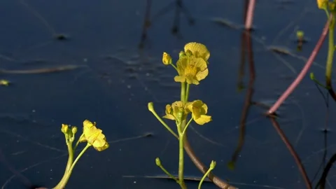 Flowers of the Humped Bladderwort, semi-aquatic carnivorous plant, FL, USA Stock Footage 134476358